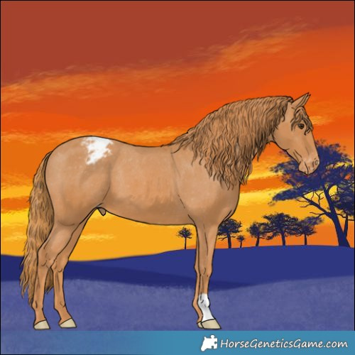 Horse Color:Chestnut Appaloosa 