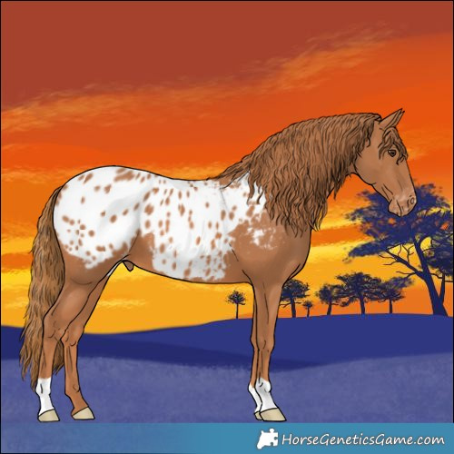 Horse Color:Chestnut Appaloosa 