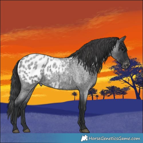Horse Color:Blue Roan Appaloosa 