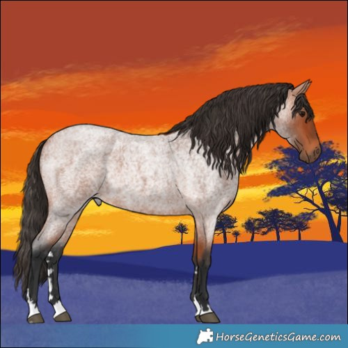 Horse Color:Bay Roan 