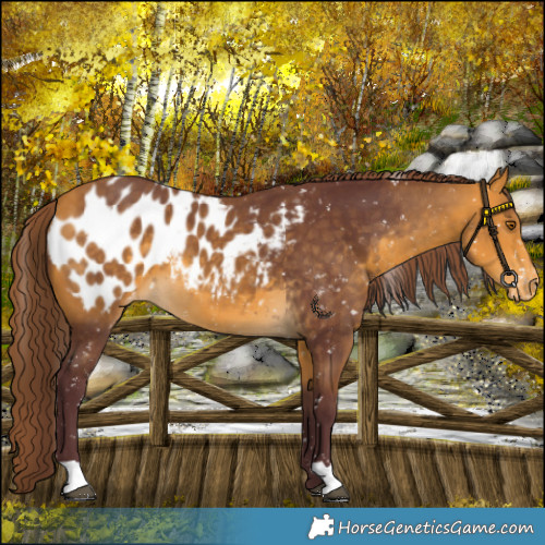 Horse Color:Chocolate Buckskin Appaloosa 