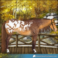 Horse Color:Chocolate Buckskin Blanket