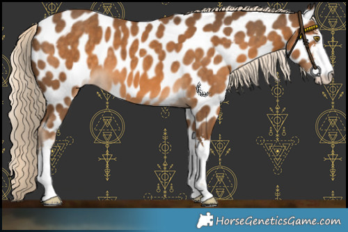 Horse Color:White Spotted Chocolate Palomino Appaloosa 