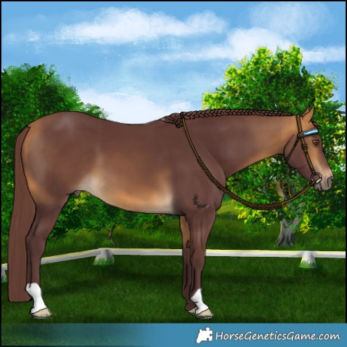 Horse Color:Chocolate Buckskin 