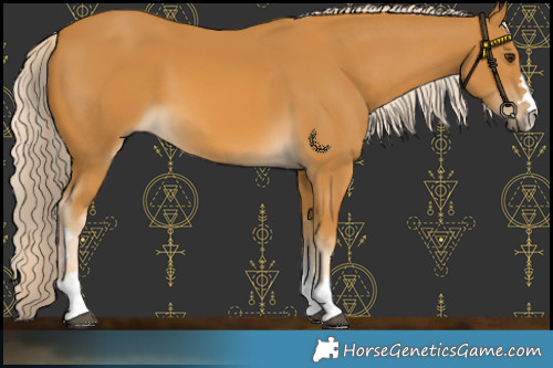 Horse Color:Palomino 