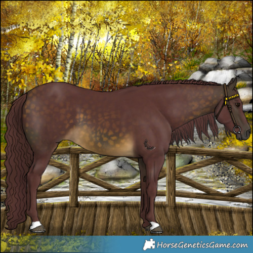 Horse Color:Chocolate Buckskin 