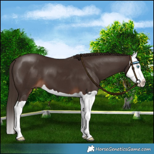 Horse Color:Liver Chestnut Splash