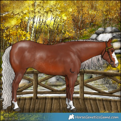 Horse Color:Chocolate Silver Bay Rabicano 