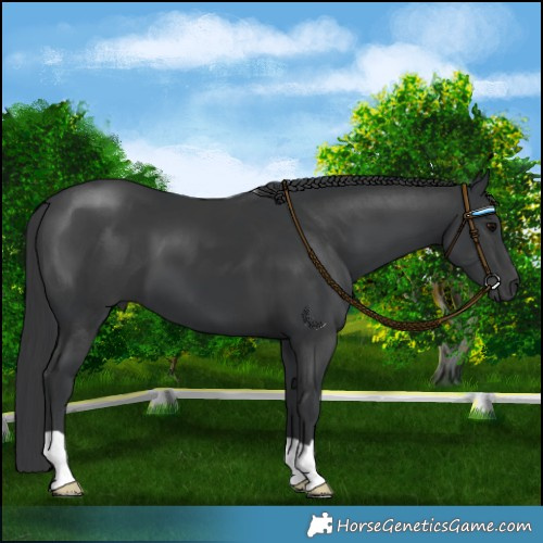 Horse Color:Black 