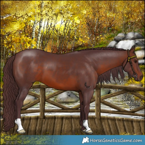 Horse Color:Chocolate Brown 