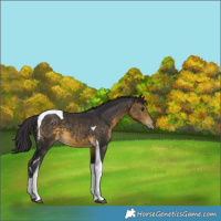 Horse Color:Buckskin Tobiano 