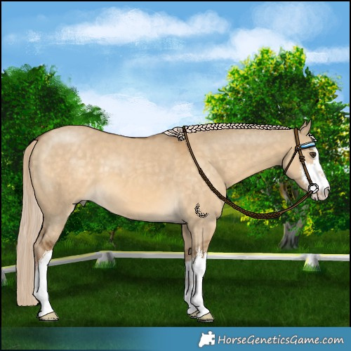 Horse Color:White Spotted Chocolate Palomino Dun 