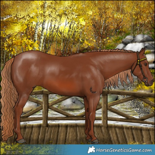Horse Color:Chestnut 