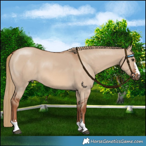 Horse Color:Red Dun 