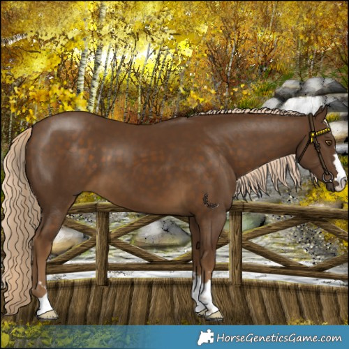Horse Color:Chocolate Palomino