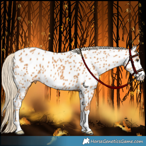 Horse Color:Chestnut Appaloosa