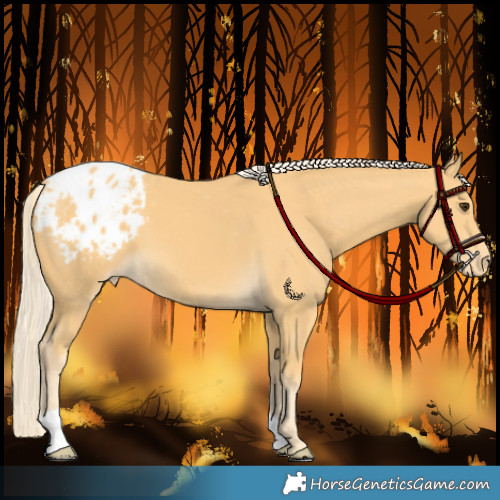 Horse Color:Palomino Appaloosa