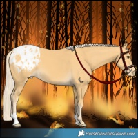 Horse Color:Palomino Appaloosa 