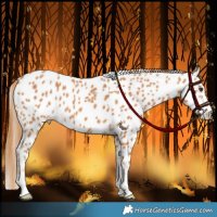 Horse Color:Chestnut Near Leopard