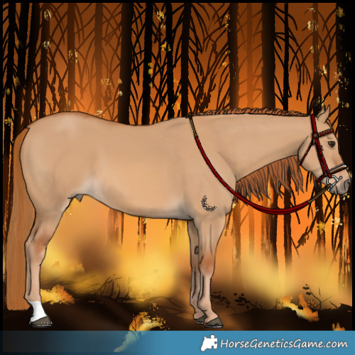 Horse Color:Red Dun 