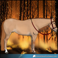 Horse Color:Red Dun 