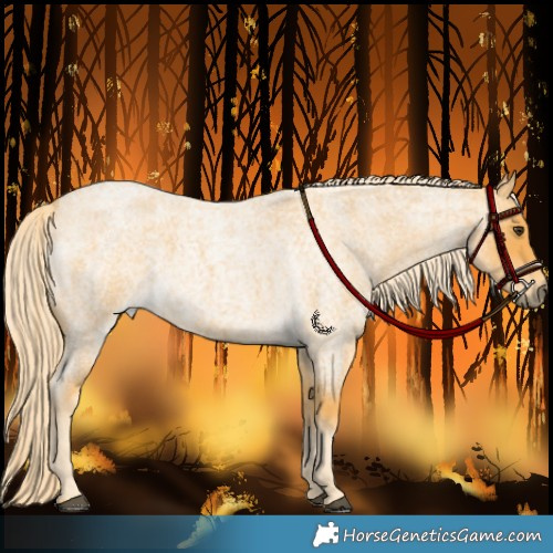Horse Color:Palomino Roan