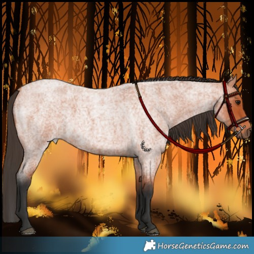 Horse Color:Bay Roan