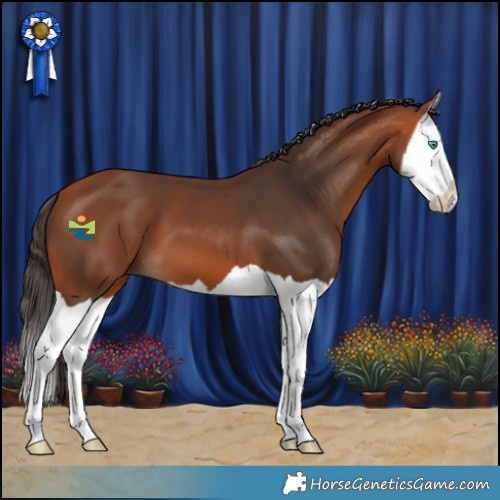 Horse Color:Bay Splash