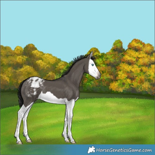 Horse Color:Gray Grullo Splash Appaloosa