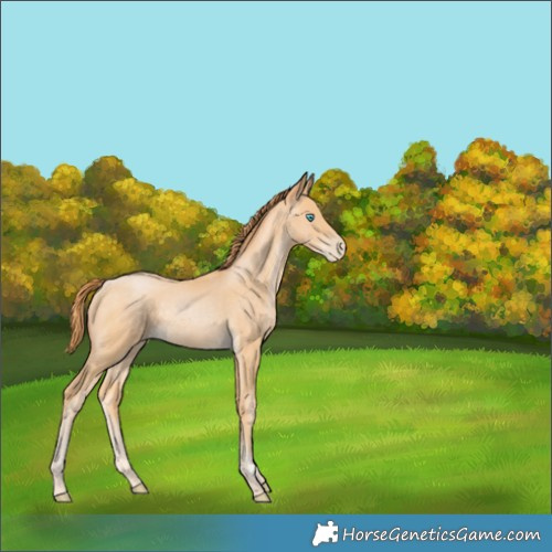 Horse Color:Buckskin Pearl Rabicano 