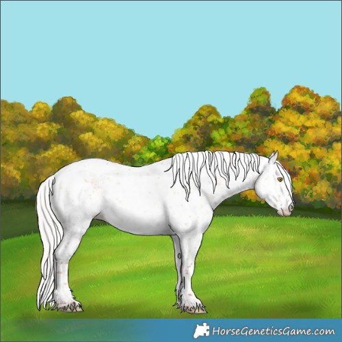 Horse Color:Silver Classic Champagne Dun Sabino Rabicano 
