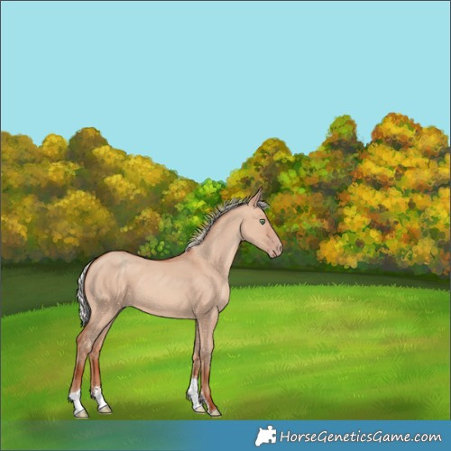 Horse Color:Silver Sable Champagne Dun Sabino Tobiano 