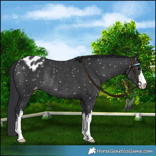Horse Color:White Spotted Black Appaloosa Rabicano 