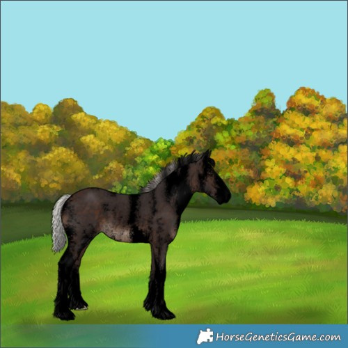 Horse Color:Void Silver Brown Sabino Rabicano 