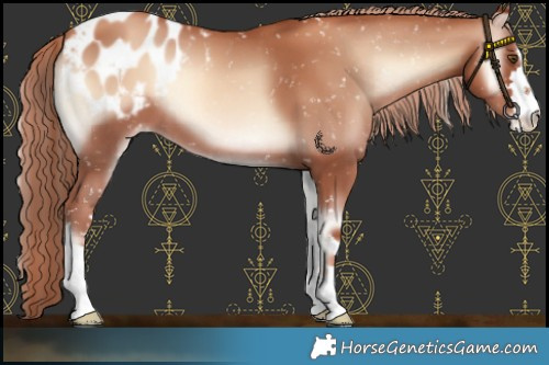 Horse Color:Gold Champagne Onyx Blanket 