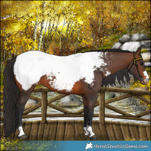 Horse Color:Brown Snowcap 