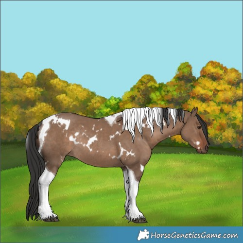 Horse Color:White Spotted Liver Red Dun Tobiano Rabicano