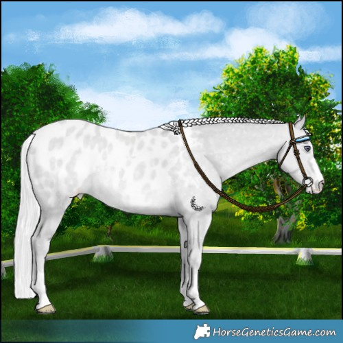 Horse Color:Silver Classic Champagne Chinchilla Blanket Rabicano 