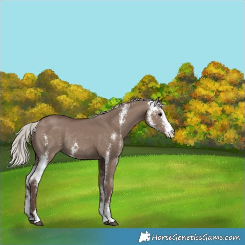 Horse Color:Silver Grullo Sabino Rabicano 