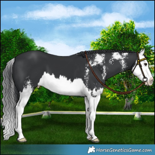 Horse Color:Black Chinchilla Sabino Splash 