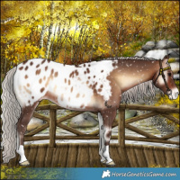 Horse Color:Silver Brown Onyx Near Leopard