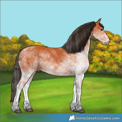 Horse Color:White Spotted Bay