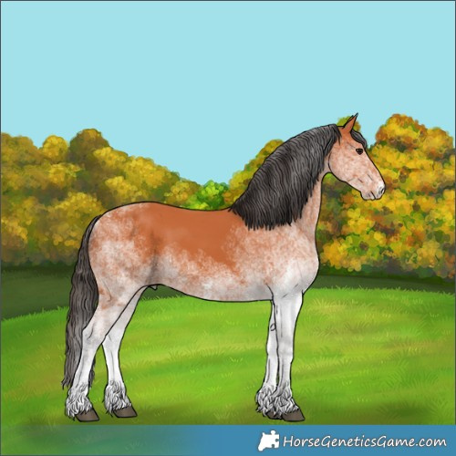 Horse Color:White Spotted Bay 