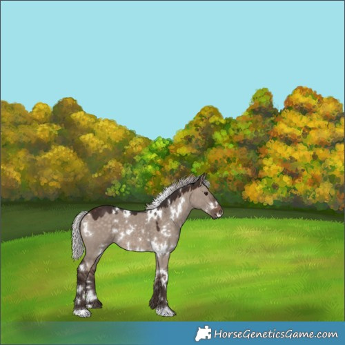 Horse Color:White Spotted Silver Brown Dun Mushroom 