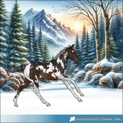 Horse Color:Gray White Spotted Brown Tobiano 