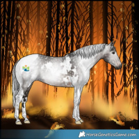 Horse Color:Gray White Spotted Brown Tobiano 