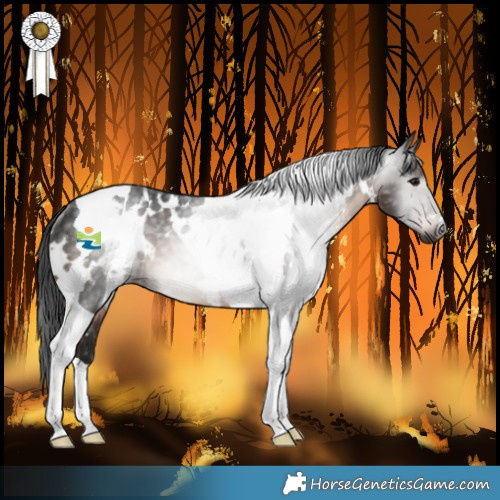 Horse Color:Gray White Spotted Brown Tobiano Rabicano 