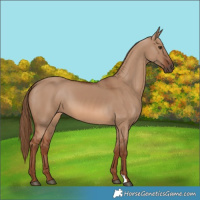 Horse Color:Red Dun