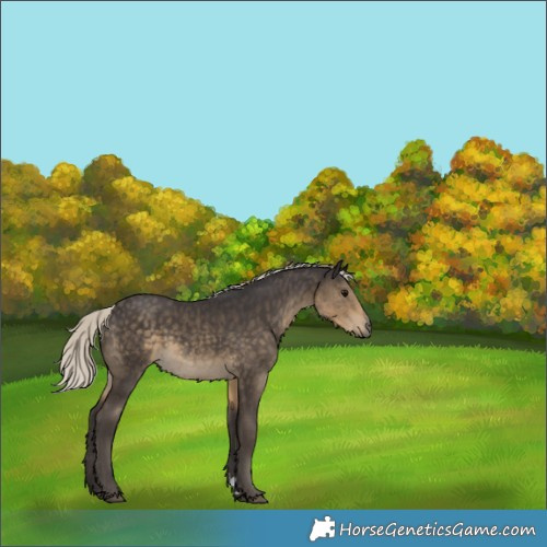 Horse Color:Silver Smoky Black 