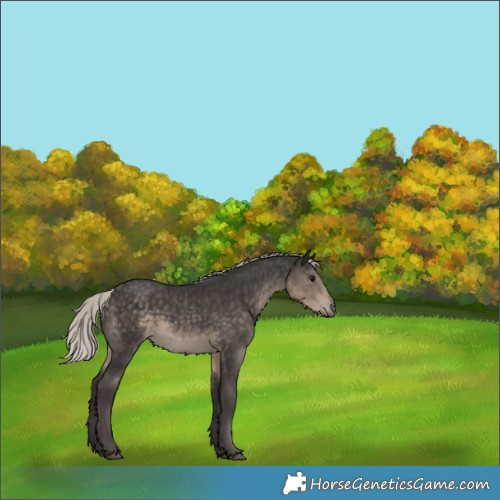 Horse Color:Silver Smoky Black 